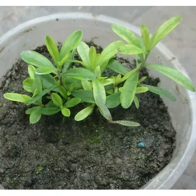 Гвоздика трав'янка. Сортосуміш. Розсада в контейнерах Д5