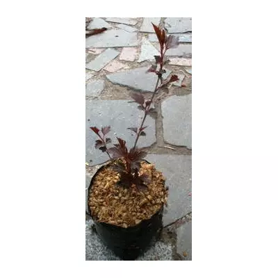 Пухироплідник калинолистний Самер вайн. У контейнерах Д12.