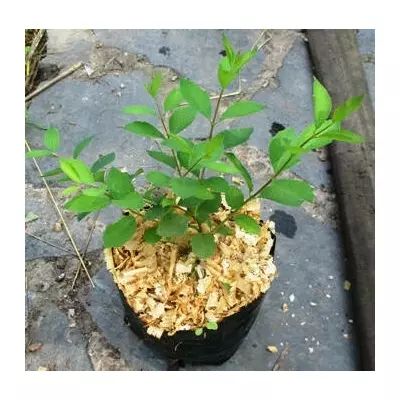 Сніжноягідник Доренбоза Магік беррі.