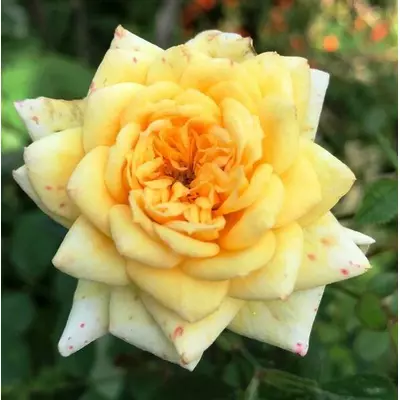 Троянда мініатюрна жовта. 0.5 л.