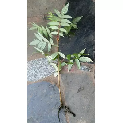 Сумах оцтовий. Відкопок.