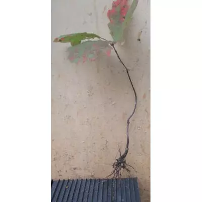 Дуб червоний. Сеянець ОКС.