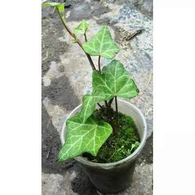 Плющ європейський Чикаго. Вкорінені живці в контейнерах Д5.