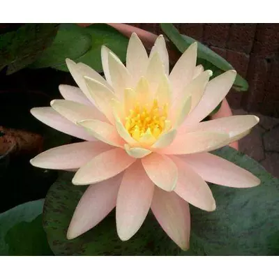 Німфея Санні пінк. (Анонс).