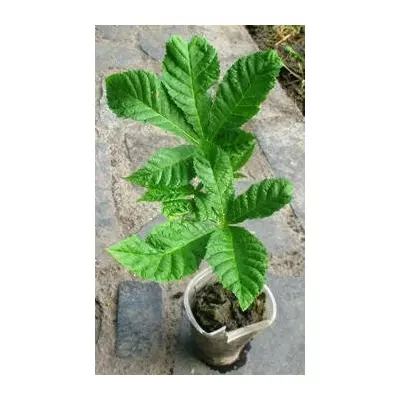 Каштан кінський. У контейнерах 0.5 л.