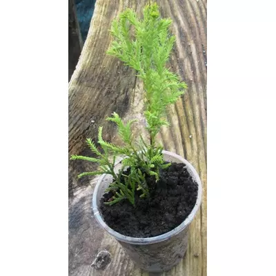 Туя західна Рейнгольд. Укорочені держаки в контейнері Д5.