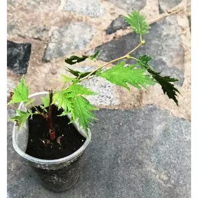 Льощина розрізновата. На ведмежому горіхі в контейнерах 0.5 л.