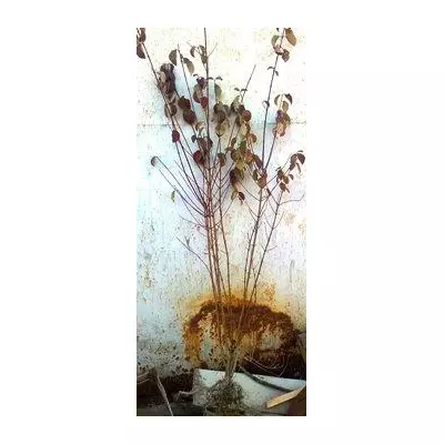 Свідина криваво червона. Дерен. Саджанці ОКС.