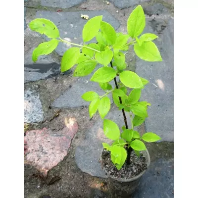 Чубушик вінцевий. (Проти арки) Укорочені черевички в Д5. Опт від 1 шт.