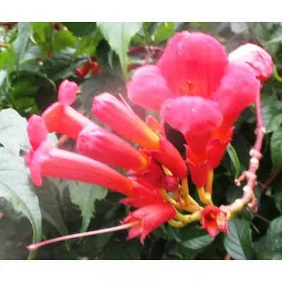 Кампсис. (Текома). Фламенко. Саджанці в контейнерах Д12.