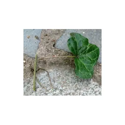 Плющ звичайний Чикаго. НЧ. Живці для вкорінення.