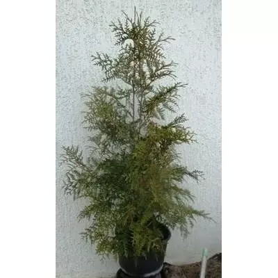 Туя західна Брабант. У контейнерах 12 л. Н 0.6 - 1 м.